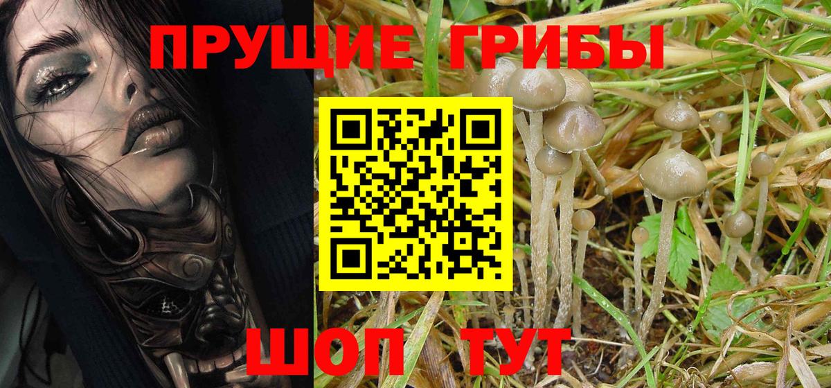 Псилоцибиновые грибы Psilocybine cubensis  Галлюциногенные грибы мухоморы  Вход с VPN  Гай 